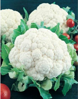 CYBEXIS Early Snowball Cauliflower Variety2000 Seeds Seed(2000 per packet)