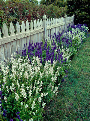 Epazo Salvia Mixed Seed(45 per packet)