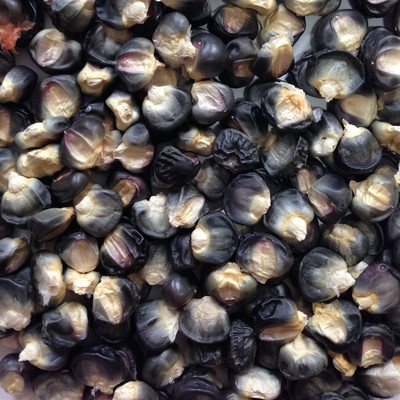 Qualtivate LX-532 Black Aztec Heirloom Corn Seed(500 per packet)