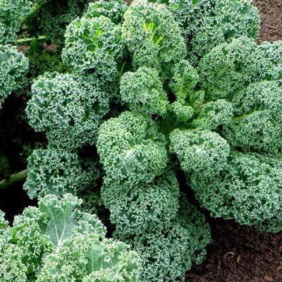 CYBEXIS Hybrid Kale Seeds2000 Seeds Seed(2000 per packet)