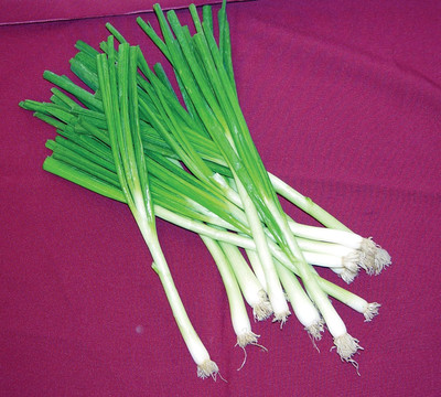 Qualtivate GBPT-2A Toyko Long White Spring/Bunching Onion Seeds Seed(500 per packet)