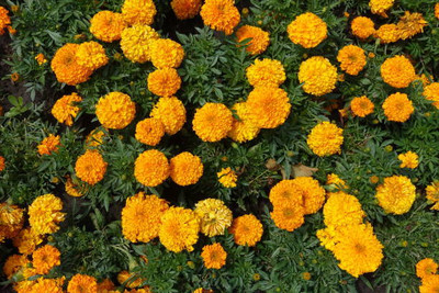 Heirloom Quality marigold/gende ka phool flower seeds Seed(75 per packet)