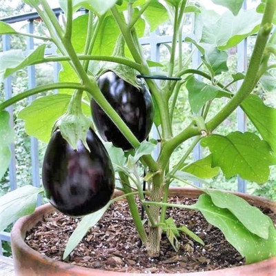 LIFELEX Mukta Kashi Round F1 Hybrid Brinjal Seeds, Dark Purple Brinjal Seed(37 per packet)