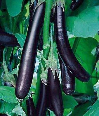LPR BAGAN Seed(200 per packet)
