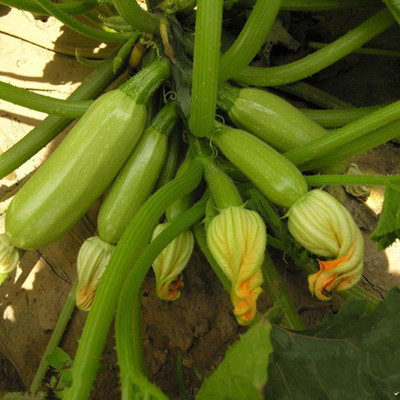 KNESSiN Cocozelle Squash Zucchini Seed(100 per packet)