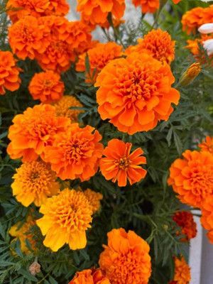 jayanth marigold/gende ka phool flower seeds Seed(75 per packet)