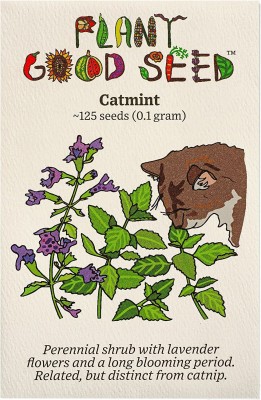 CYBEXIS GUA-32 - Catmint (Catnip Catswort Catwort) - (4500 Seeds) Seed(4500 per packet)