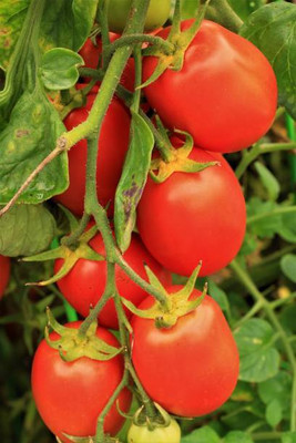 Phalfool tomato Seed(30 per packet)