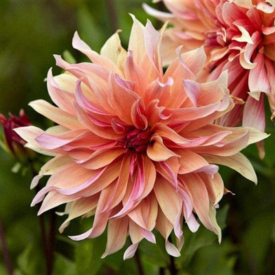 CYBEXIS VXI-36 - Dahlia Labyrinth Flower Exotic Mix - (540 Seeds) Seed(540 per packet)