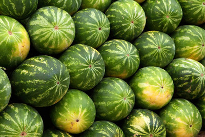 ActrovaX Watermelon Flash F1 Hybrid [400 Seeds] Seed(400 per packet)
