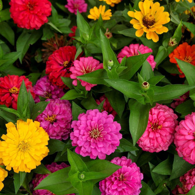 Seedsqlty zinnia hybrid seeds for gardening, high germination (55 seeds) Seed(55 per packet)