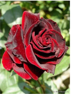 greenfarm NXC- Fragrant Rose Flower Seeds/ Rosa Seeds, 90 X Seeds , JEK103 Seed(90 per packet)