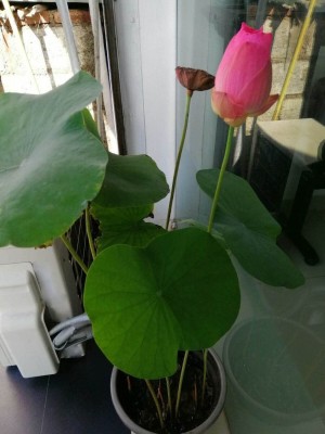 CYBEXIS HUA-48 - Water Bowl Lotus Nelumbo nucifera - (30 Seeds) Seed(30 per packet)