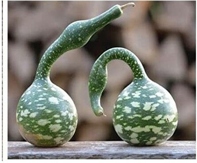 Qualtivate HUA-8A Hydroponics Long Bottle Gourd लोकि बीज Seed(50 per packet)