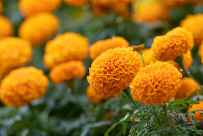 SRK Shree Radha Krishna marigold/gende ka phool flower seeds Seed(50 per packet)