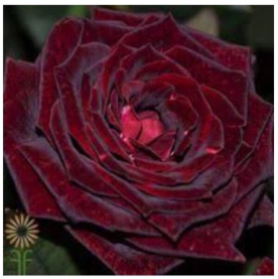 greenfarm NXC-Rose Flower Seeds/ Gulab Seeds, Best Quality , 80 X Seeds ,dfk49 Seed(80 per packet)