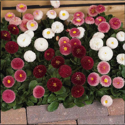 Epazo Daisy Mix Flower Seed(10 per packet)