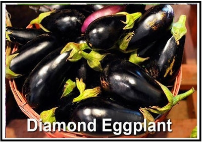 Biosnyg F1 Hybrid Diamond Brinjal ( Seeds) Seed(2000 per packet)