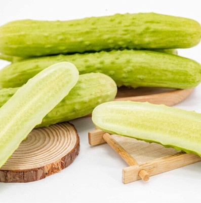 CYBEXIS Non-GMO Varieties Easy to Care Cucumber Seeds 500 Seeds Seed(500 per packet)