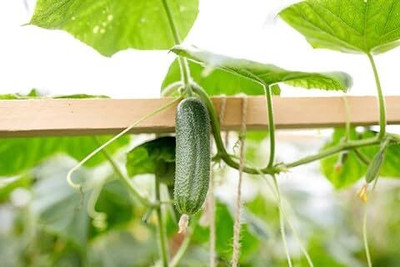 LPR CUCUMBER ,KHIRA Seed(30 per packet)