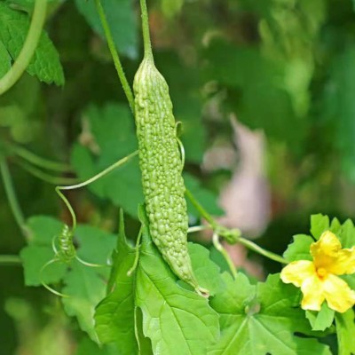 Qualtivate HYB-8A Non-GMO Bitter Gourd Seed(50 per packet)