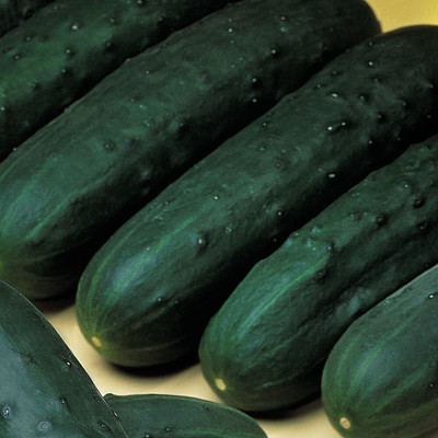 CYBEXIS GBPUT-10 - Certified Organic Saber F1 Cucumber - (450 Seeds) Seed(450 per packet)