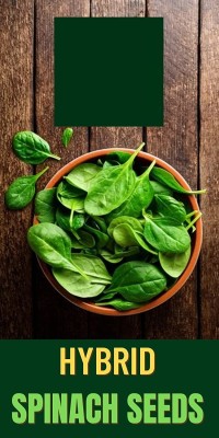 Qualtivate PUA-1A Spinach High Germination Seeds Seed(300 per packet)