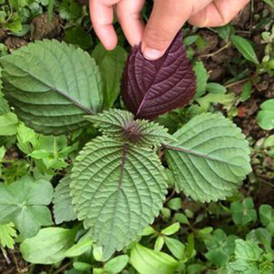 KNESSiN Japanese Perilla Shiso Seed(1250 per packet)