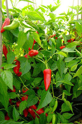 jkfarm High Yielding Bullet Chilli, Mirchi Seed(140 per packet)