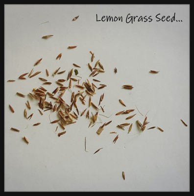 VibeX KGF -54 - West Indian Lemon Grass - (750 Seeds) Seed(750 per packet)