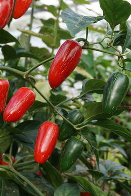 Pbevergreen Hybrid African Bird Eye Chilli Kanthari Mulaku Seed(450 per packet)