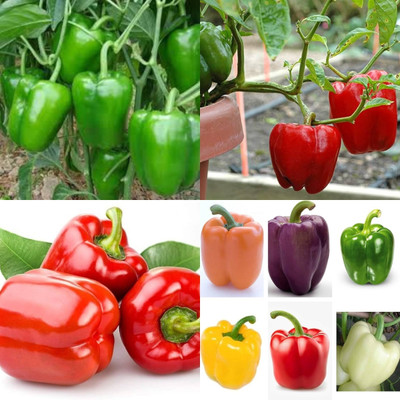 ibains Hybrid capsicum seeds shimla mirchi 82 Seed(82 per packet)
