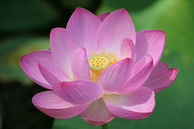 ZIFR lotus,kamal gatta Seed(10 per packet)