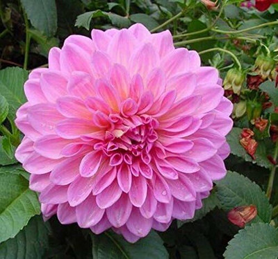 LPR DAHLIA Seed(5 per packet)