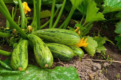 CYBEXIS VXI-87 - Zucchini Gren Tiger - (675 Seeds) Seed(675 per packet)