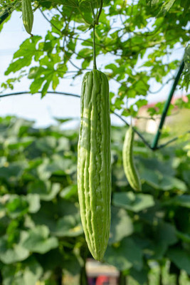 Arshiayat bitter gourd,karela seeds Seed(30 per packet)