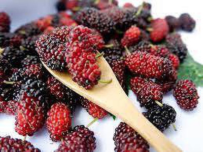 Oliver mulberry(shahatoot) fruit seeds Seed(103 per packet)