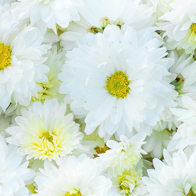 CYBEXIS Flowers Chrysanthemum Crazy Daisy Seeds Seed(1 g)