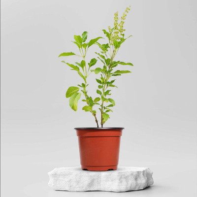 XOLDA Organic tulsi herb Seed(38 per packet)