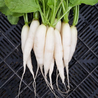 Qualtivate HYB-2A White Icicle Radish Seeds Seed(300 per packet)