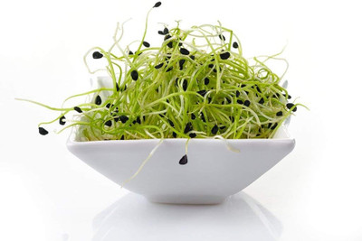 Qualtivate RES-4A Chinese Chive Leek Seeds Seed(300 per packet)