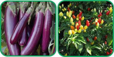 WILLVINE PUAS -VI Ornamental Chilli And Brinjal Purple Long[25gm, 5000 Seeds] Seed(5000 per packet)