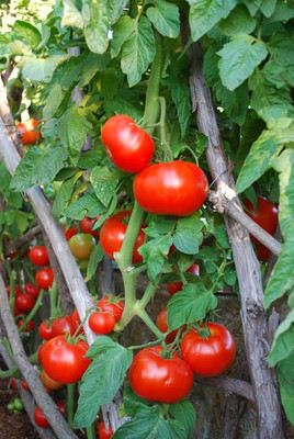 CYBEXIS Beefsteak Tomato Varieties—'Big Beef'2000 Seeds Seed(2000 per packet)