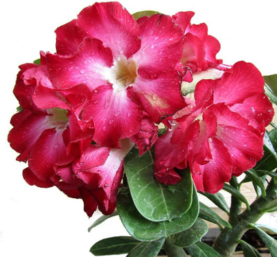 Qualtivate HUA-596 Desert Rose Seeds Seed(30 per packet)