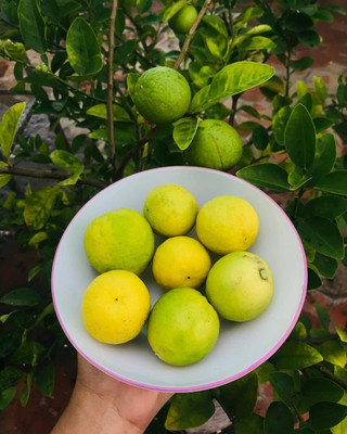 Aywal Fresh Lemon Imported Seed(18 per packet)