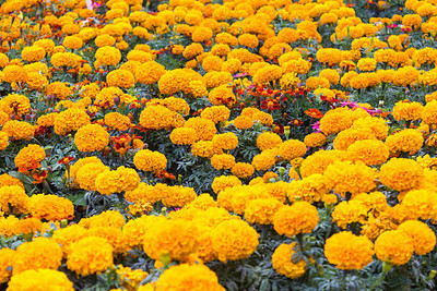 Top aam ka beej marigold,gende ka phool seeds Seed(20 per packet)