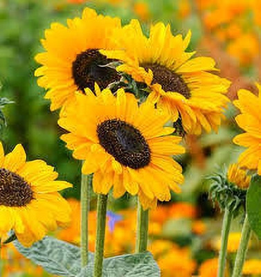 Arshiayat Sunflower Seed(2000 per packet)
