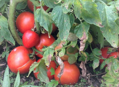 Seedsqlty Tomato vegetable hybrid fress seeds, high germination (50 seeds) Seed(50 per packet)