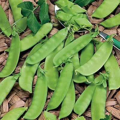 Qualtivate ATS-472 Snow Pea Mammoth Melting Seed(50 per packet)