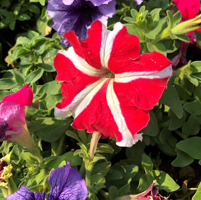 Qualtivate XLL-386 Petunia - bicolour Red White Seeds Seed(50 per packet)